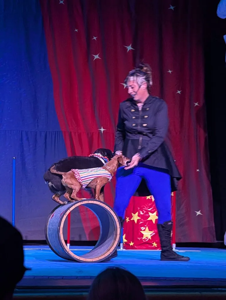 Woman with two dogs on a barrel at the Perondi's Stunt Dog Experience at Dollywood
