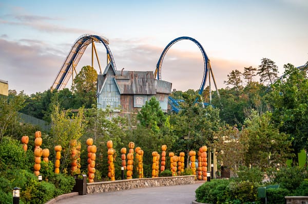 Pumpkins lining the walkway to Wildwood Grove at Dollywood's Harvest Festival Photo Credit: Dollywood